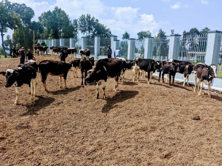 Zimwe mu nka zaremewe aborokotse n'abamugariye ku rugamba rwo kubohora igihugu