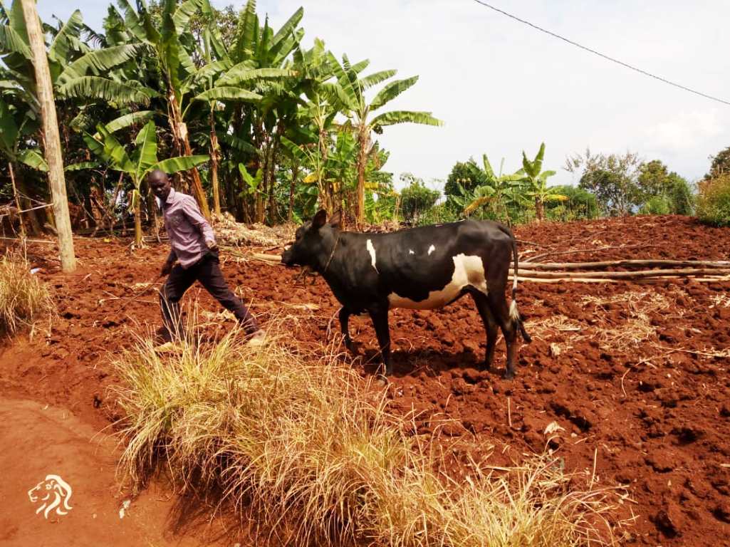 Iyi nka yabonetse mu rugo rwa Kagaba Callixte