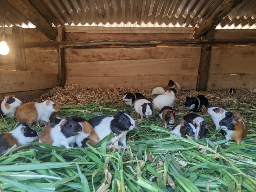 iyi_pariki_izaba_irimo_sumbirigi_zirenga_5000-81a0f