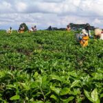 Basabwe imbaraga mu gukomeza kuwongerera ubwinshi n'ubwiza