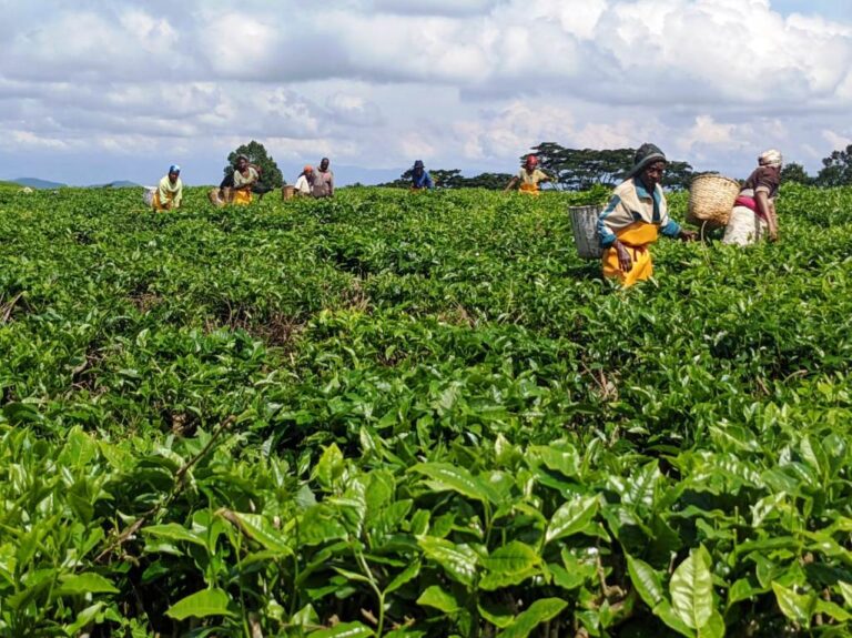Basabwe imbaraga mu gukomeza kuwongerera ubwinshi n'ubwiza