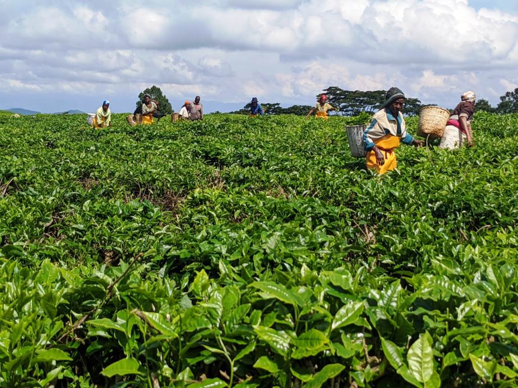 Basabwe imbaraga mu gukomeza kuwongerera ubwinshi n'ubwiza