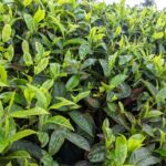 Bavuga ko kwita Ku cyayi kigakorerwa neza kikanasoromwa neza, imicungire myiza y'umutungo, imiyoborere myiza,ikirere cyiza n'izamuka ry'igiciro cy'icyayi byazamuye inyungu