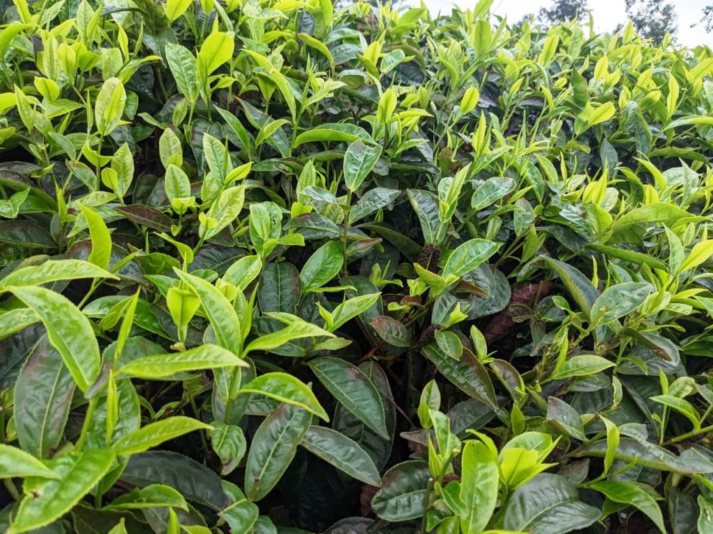 Bavuga ko kwita Ku cyayi kigakorerwa neza kikanasoromwa neza, imicungire myiza y'umutungo, imiyoborere myiza,ikirere cyiza n'izamuka ry'igiciro cy'icyayi byazamuye inyungu