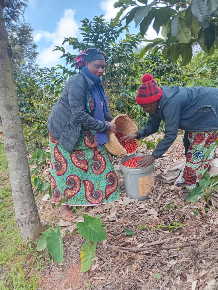 Aba bagore biguriye umurima wa kawa wa 1.300.000, batangiye gusarura