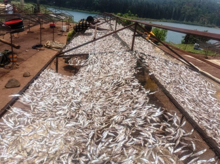 Ijoro rya mbere ry'ifungura ry 'uburobyi mu Kivu ryabonetsemo toni 15 n'ibilo 33 mu karere ka Nyamasheke